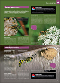 Ilustrowana encyklopedia owadów i pajęczaków Polski