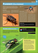 Ilustrowana encyklopedia owadów i pajęczaków Polski