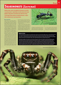 Ilustrowana encyklopedia owadów i pajęczaków Polski