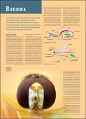 Ilustrowana encyklopedia owadów i pajęczaków Polski