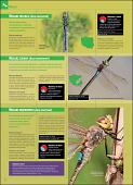 Ilustrowana encyklopedia owadów i pajęczaków Polski