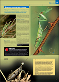 Ilustrowana encyklopedia owadów i pajęczaków Polski