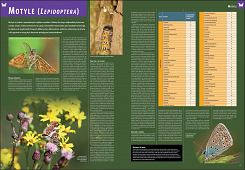 Ilustrowana encyklopedia owadów i pajęczaków Polski