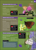 Ilustrowana encyklopedia owadów i pajęczaków Polski