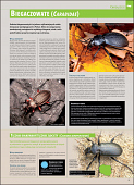 Ilustrowana encyklopedia owadów i pajęczaków Polski